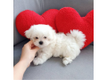 male-and-female-maltese-puppies-for-sale-small-0