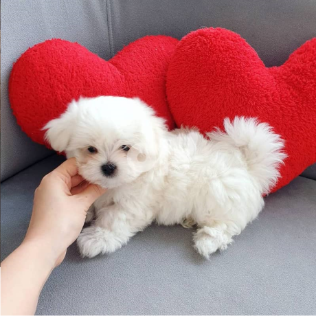 male-and-female-maltese-puppies-for-sale-big-0