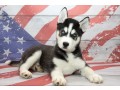 siberian-husky-puppies-for-sale-small-0