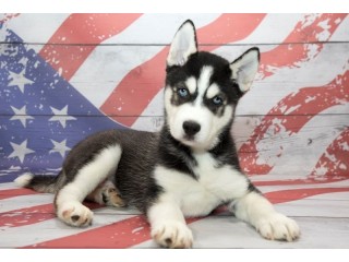 Siberian Husky puppies for sale
