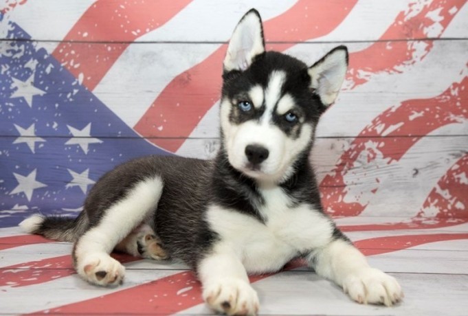 siberian-husky-puppies-for-sale-big-0