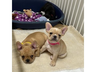 French Bulldog Puppies For Sale