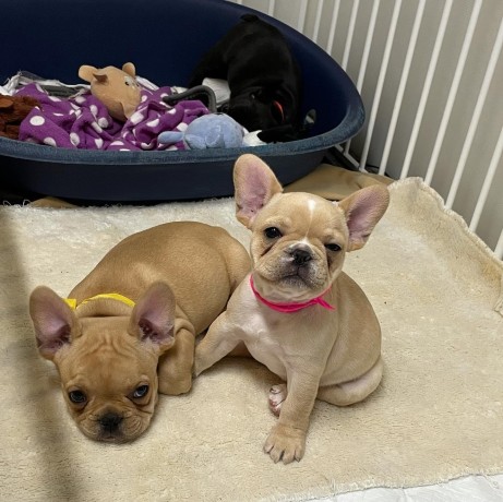 french-bulldog-puppies-for-sale-big-0