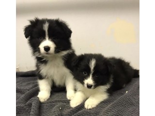 BORDER COLLIE PUPPIES FOR SALE