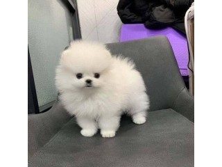Trained Pomeranian Puppies for sale