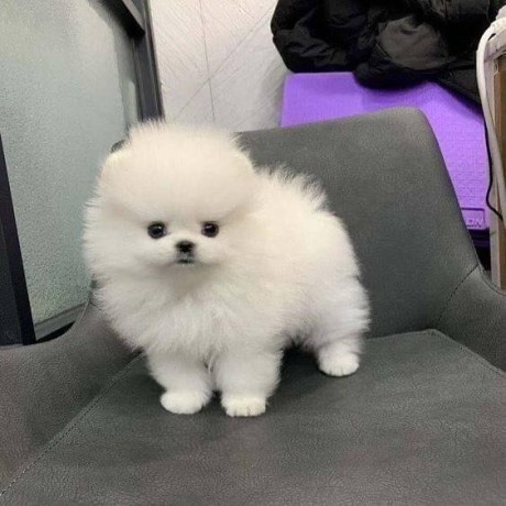 trained-pomeranian-puppies-for-sale-big-0
