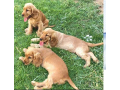 english-cocker-spaniel-puppies-for-sale-small-0