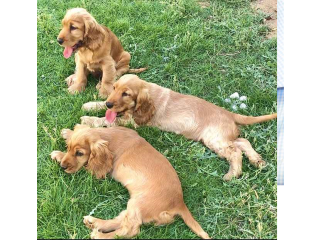 English Cocker Spaniel Puppies For Sale