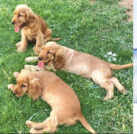 english-cocker-spaniel-puppies-for-sale-big-0