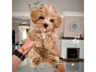 Pure breed Toy Poodle puppies for sale