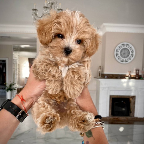 pure-breed-toy-poodle-puppies-for-sale-big-0