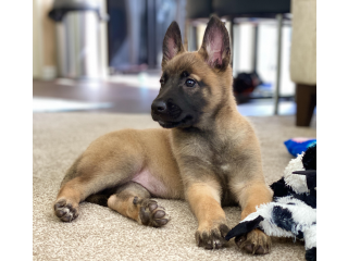 Belgian Malinois Puppies for sale