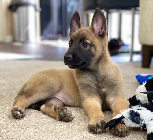 belgian-malinois-puppies-for-sale-big-0