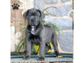 cane-corso-puppies-for-sale-small-0