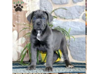 Cane Corso Puppies for sale