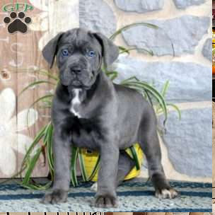 cane-corso-puppies-for-sale-big-0
