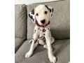 male-and-female-dalmatian-puppies-small-0