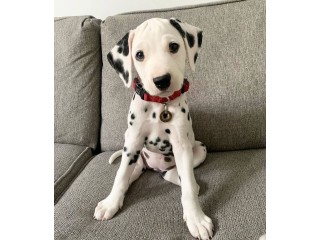 Male and Female Dalmatian Puppies