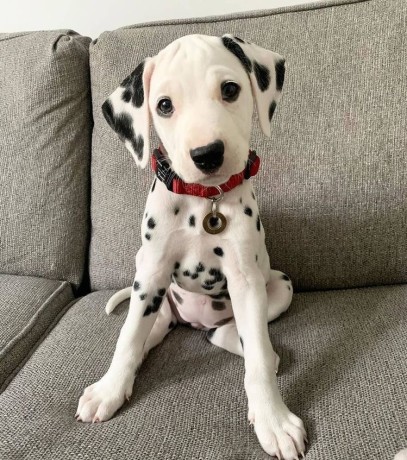 male-and-female-dalmatian-puppies-big-0