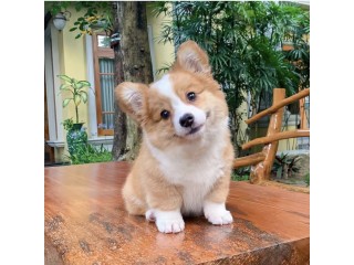 Pembroke Welsh Corgi Puppies for sale