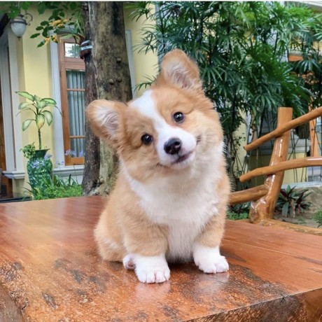 pembroke-welsh-corgi-puppies-for-sale-big-0