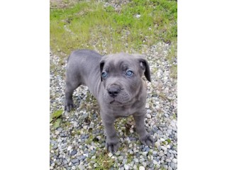 Cane Corso Puppies for sale