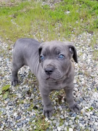 cane-corso-puppies-for-sale-big-0