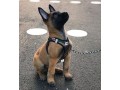 belgian-malinois-puppies-for-sale-small-0