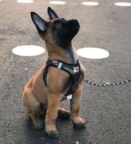 belgian-malinois-puppies-for-sale-big-0