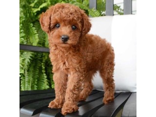 Pure breed Toy Poodle puppies for sale