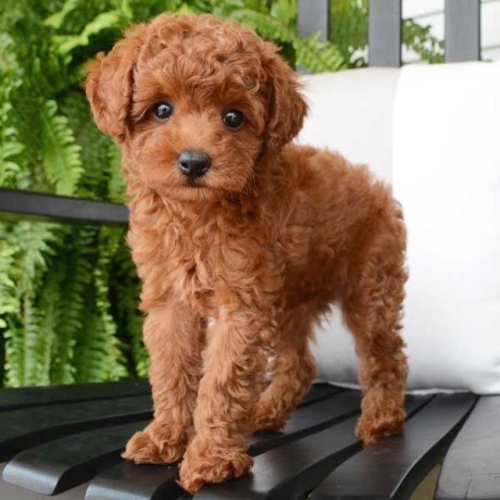 pure-breed-toy-poodle-puppies-for-sale-big-0