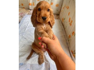 English Cocker Spaniel Puppies For Sale