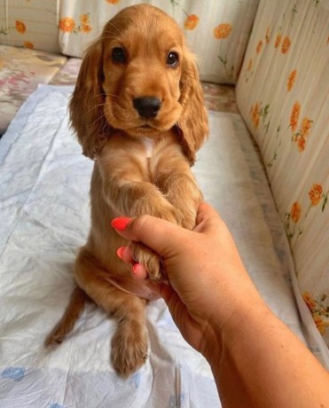 english-cocker-spaniel-puppies-for-sale-big-0