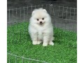 trained-pomeranian-puppies-for-sale-small-0