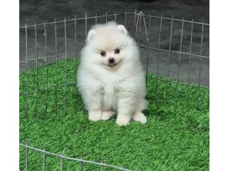 Trained Pomeranian Puppies for sale