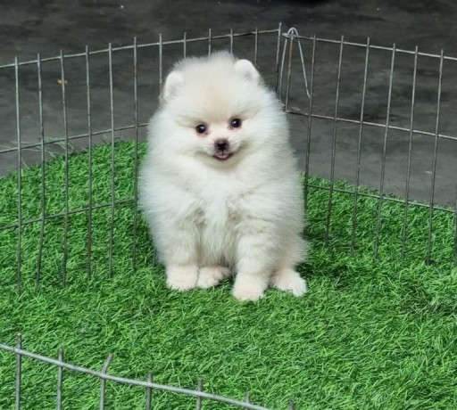 trained-pomeranian-puppies-for-sale-big-0