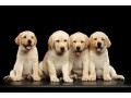 labrador-puppies-for-sale-small-0