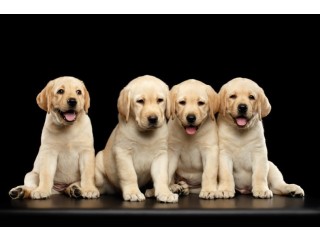 Labrador Puppies for sale