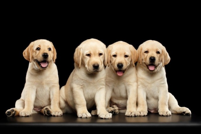 labrador-puppies-for-sale-big-0