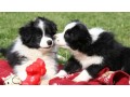 border-collie-puppies-for-sale-small-0