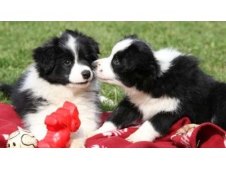 BORDER COLLIE PUPPIES FOR SALE