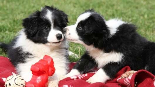 border-collie-puppies-for-sale-big-0