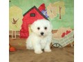 bichon-frise-puppies-for-sale-small-0