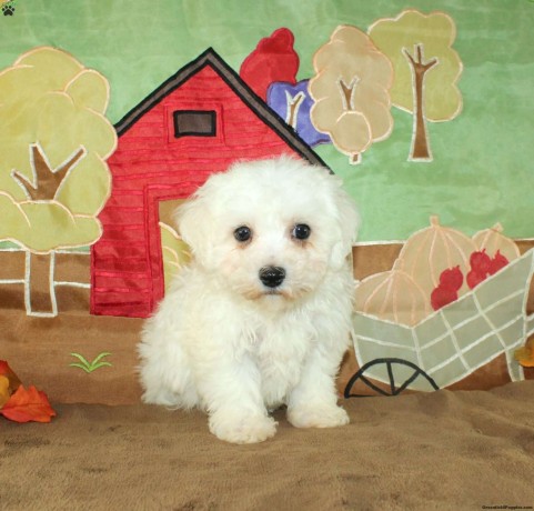bichon-frise-puppies-for-sale-big-0