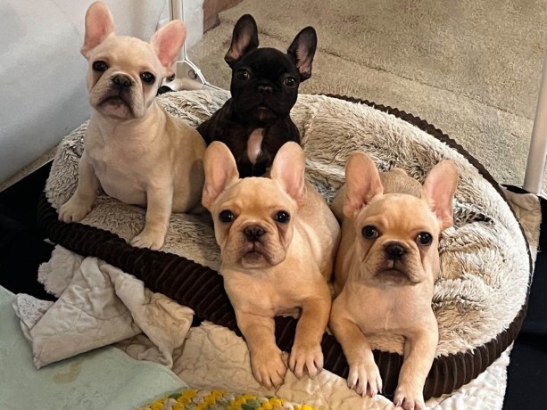french-bulldog-puppies-for-sale-big-0