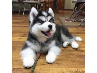 Siberian Husky puppies for sale
