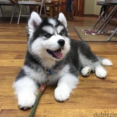 siberian-husky-puppies-for-sale-big-0
