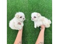 male-and-female-maltese-puppies-for-sale-small-0