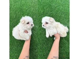 Male and Female Maltese puppies for sale