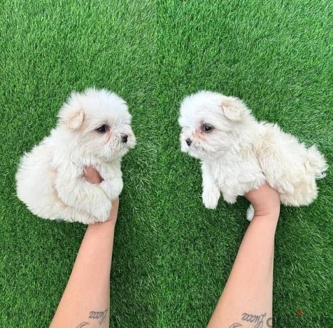 male-and-female-maltese-puppies-for-sale-big-0